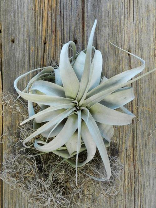 XEROGRAPHICA 8" AIRPLANT